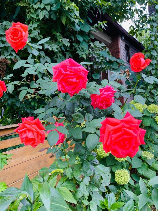 טורונטו Lovely II Space Share A Room East York Canada מראה חיצוני תמונה