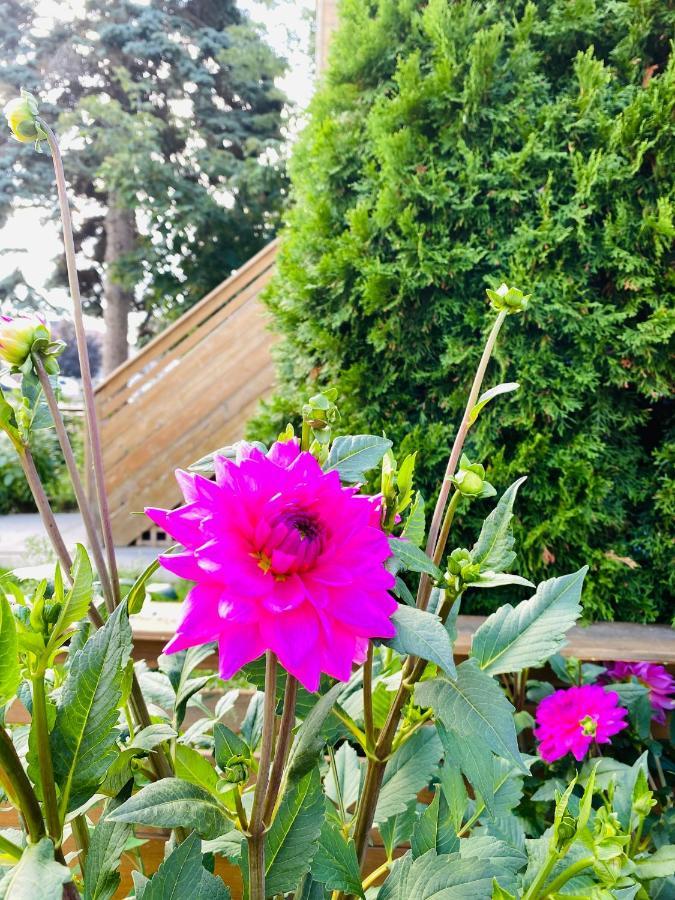 טורונטו Lovely II Space Share A Room East York Canada מראה חיצוני תמונה